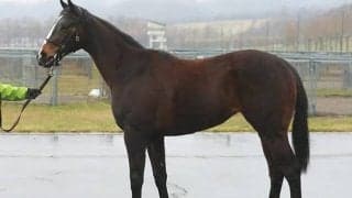 【東京1R未勝利戦結果】キズナ産駒ジュラメントがV、藤田菜七子騎手は東京芝初勝利