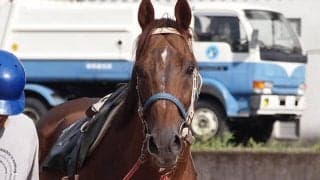一頭の馬が繋いだ命のバトン　あしずりダディー牧場