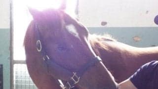 【ラジオNIKKEI賞予想】血統馬グレイトオーサーはじめ逸材が揃った3歳馬限定重賞!!/JRAレース展望