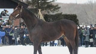 【セレクトセール2020展望】コロナが与える影響 そして“次世代”の種牡馬に注目