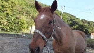 寄り添い、看取り、送り出す…養老牧場の大きな仕事