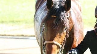 【大井・JDDオッズ】3戦3勝のカフェファラオが圧倒的1番人気(17:40時点)