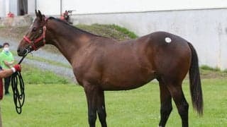 【生産地】八戸“奏”市場が開催　高額馬は出ず、コロナが大きく市場に影響/田中哲実コラム