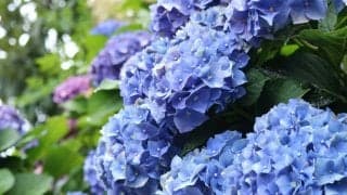 第701回   辛抱強く、、、！   執筆者・水越里奈