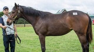 【函館2歳S想定】同舞台の新馬戦レコードVモンファボリ、ダート新馬戦レコードVルーチェドーロなど