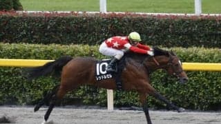 【プロキオンS前日オッズ】レッドルゼルが4.0倍で1番人気