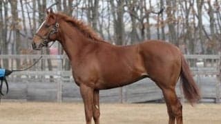 ラッキーライラックの弟グランメテオール。陣営はどう評価しているか