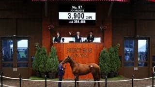 【セレクトセール2020】ノンコノユメ半弟が3900万円で落札