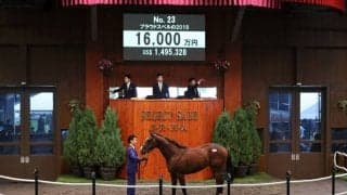 【セレクトセール2020】ドゥラメンテ産駒が1億6000万円