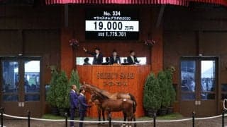 【セレクトセール2020】レシステンシア半弟が1億9000万円