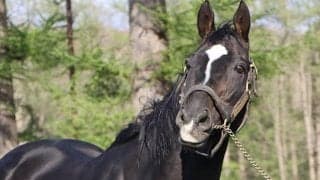 【セレクトセール2020】種牡馬別、落札者別の合計落札額まとめ　種牡馬首位はハーツクライ
