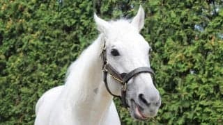 種牡馬引退のクロフネ　これまでに産駒はJRA重賞を43勝、最多は池添謙一騎手の7勝