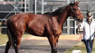 【函館2歳S展望】2歳世代最初の重賞レース、あの馬に期待したい