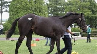 コロナ禍でも“大盛況”を見せた  今年のセレクトセール/田中哲実コラム
