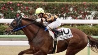 【アイビスSD展望】新潟夏開催のオープニングを飾る名物重賞、好走の条件とは