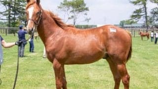 【本日の注目ポイント】新潟・札幌開催がスタート！新潟1Rにミルファーム12頭出走など