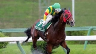 【ハヤテスプリント予想】エイシンハルニレがスピードを生かして逃げ切るか!?/NARレース展望