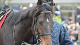 【先週のJRA抹消馬】根岸S覇者カフジテイク、日経新春杯2着馬レッドレオンなど