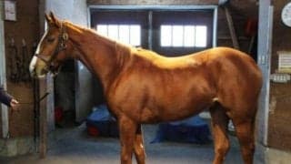 【門別競馬情報】11月3日「第1回JBC2歳優駿JpnIII」に直結！過去には高配当も続出の2歳H1重賞「第14回ブリーダーズゴールドジュニアカップ」/地方競馬情報