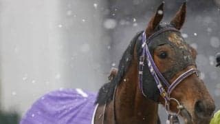 【クイーンS予想オッズ】フェアリーポルカが予想1番人気も混戦模様