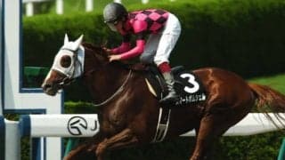 【新潟ジャンプS】ブラックワンダー・ウインリベロらが抽選突破