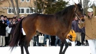 キングカメハメハの種牡馬界での存在感はディープインパクトを上回る