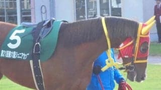 【ひまわり賞(オークス)予想】移籍2戦目ハイタッチガールの巻き返しなるか!?/NARレース展望