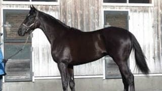 名牝シンハライトの初子、セブンサミット。デビューに向け良化中