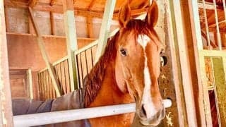 “乗馬だけじゃない” 引退後の選択肢を増やすために…