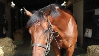 【JRA】ステルヴィオはキーンランドC回避、札幌への輸送で熱発