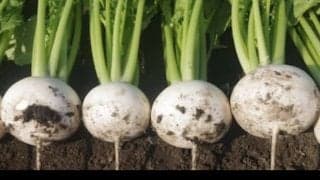 かぶの驚くべき効果効能