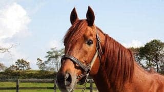 【新潟8R・3歳上1勝結果】ローエングリン産駒マリノスピカが単勝230.3倍で勝利