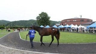 【セレクションセール2020】近親に米G1馬がいるディープインパクト産駒、キングカメハメハ産駒などが上場/注目馬・牝馬編