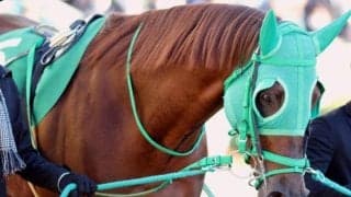 【建依別賞レース予想】高知の大将格を子ども扱いしたダノングッドが中心/NARレース展望