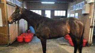 【新潟2歳S見どころ】ディープインパクト産駒シュヴァリエローズが人気の中心か