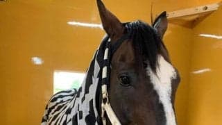 引退馬たちの牧場、ヴェルサイユリゾートファーム　大物が続々と仲間入り