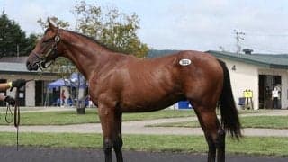 今年の北海道市場、コロナ禍でも大きな活況を見せる/田中哲実コラム