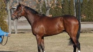 名牝シーザリオが送り出す新スター候補、ルペルカーリアの可能性