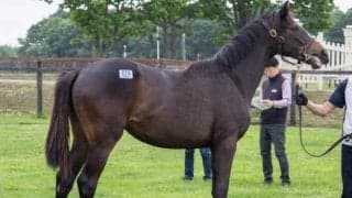 【新潟2歳S予想】東西から集結した若駒たちの熱き戦い!!/JRAレース展望