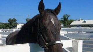 【札幌2歳S見どころ】リオンディーズ産駒ピンクカメハメハらが登場