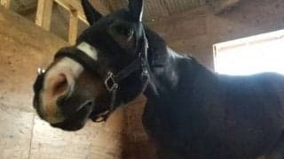 デビュー叶わず引退となった全盲の元競走馬