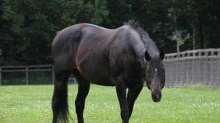 ダノンシャンティが種牡馬引退　産駒に重賞4勝馬スマートオーディンなど