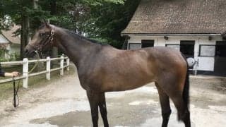 【海外競馬】THE EUROPEAN JOURNAL