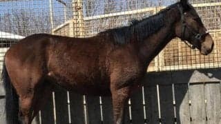 【札幌2歳Sレース予想】レースぶりも時計も優秀なウインルーア/JRAレース展望