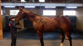 【小倉2歳S前日オッズ】モントライゼが2.7倍で1番人気