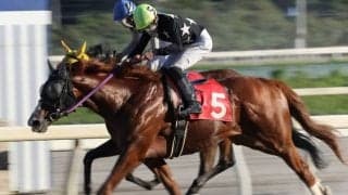 【黒潮菊花賞レース予想】高知三冠最終戦！レインズパワー、リワードアヴァロン、フルゴリラの好メンバー/NARレース展望