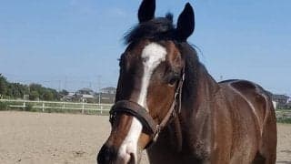 人からの愛情と馬との友情に包まれて　ハンデ乗り越え生きるバンダムテスコ