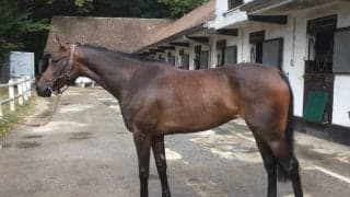 【海外競馬】モシモシは伸びしろ十分！ヴェロン「走ってきそうな感触」