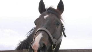 【中山3R新馬戦結果】ホッコータルマエ産駒JRA初勝利、インパルスベルンが7馬身差で圧勝