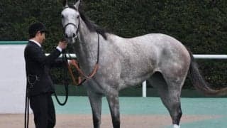 【長篠S結果】父ロードカナロア、母カレンチャンのカレンモエがオープン入り